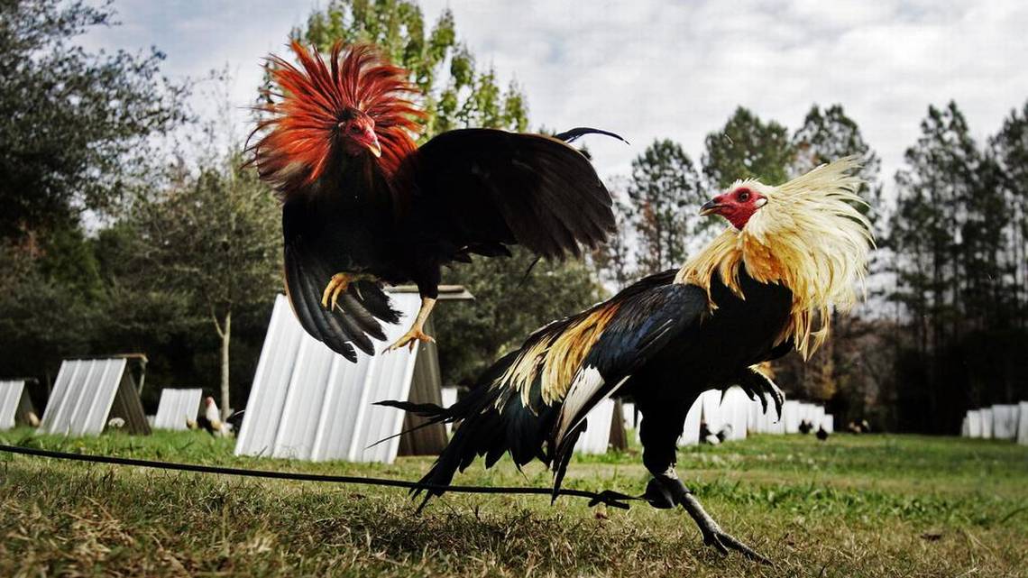 Cara Memilih Ayam Terbaik Di Sabung Ayam