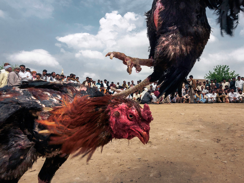 Pro Dan Kontra Permainan Judi Sabung Ayam Online