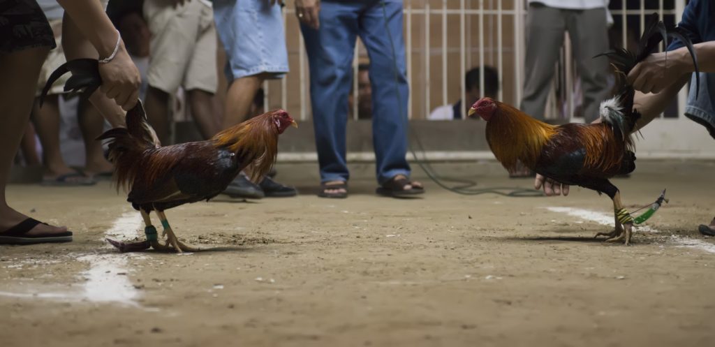 Cara Bermain Aplikasi Sabung Ayam Sv388