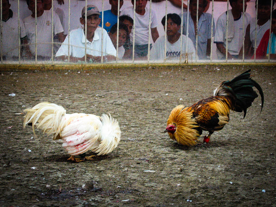 Sabung Ayam Uang Asli Sv388 Melalui Aplikasi