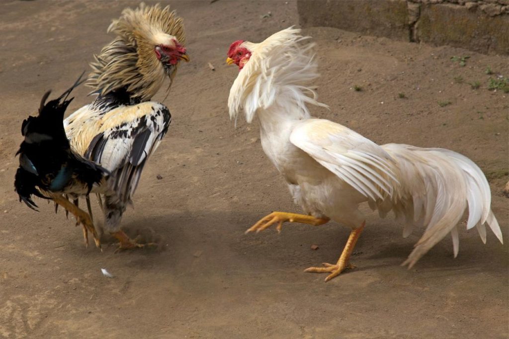 Ayam Tarung di Lapangan