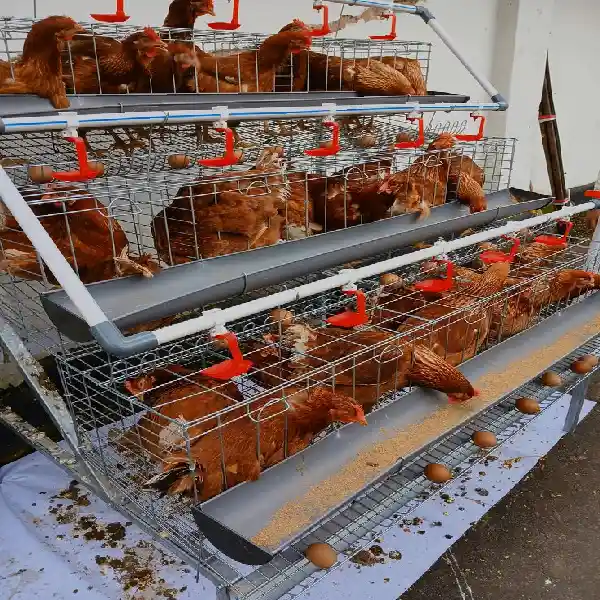 Cara Merawat Ayam Petelur agar Produksi Telur Maksimal